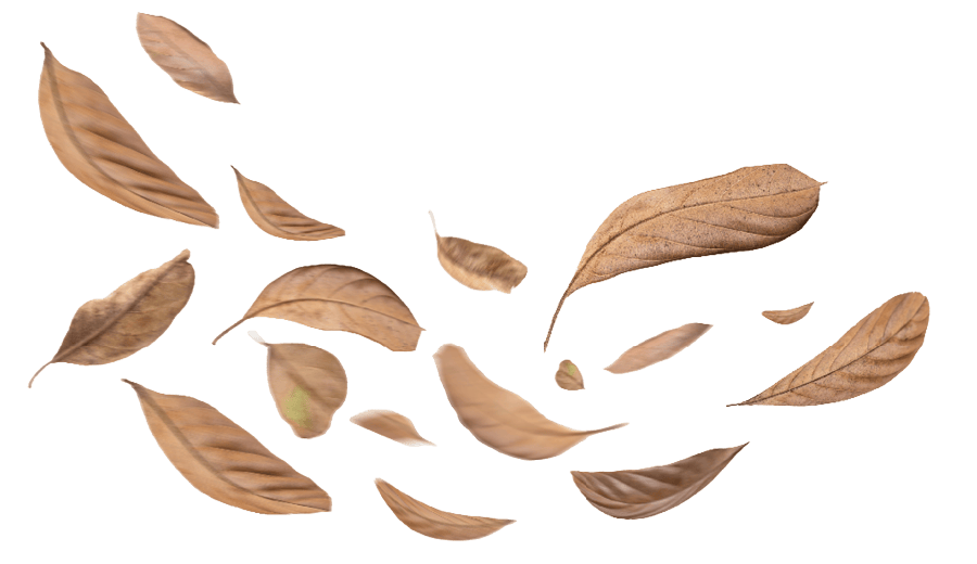 leaf