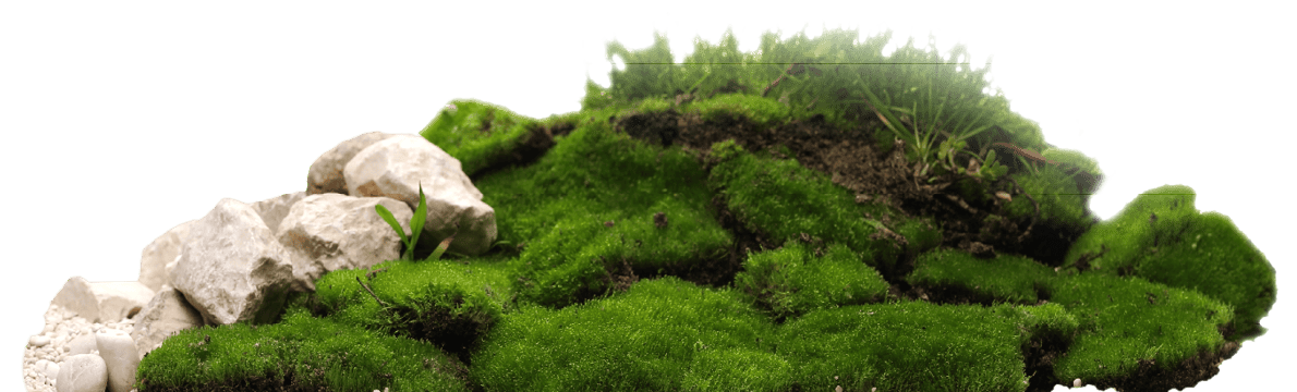 grass_image